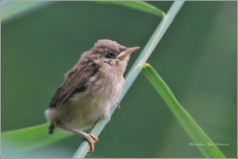 <p>RÁKOSNÍK OBECNÝ (Acrocephalus scirpaceus) /Eurasian reed warbler - Teichrohrsänger/</p>